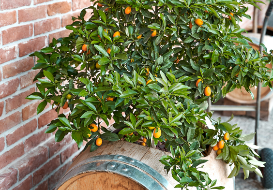 Romano Dogliotti 2022 Pflanze in fass