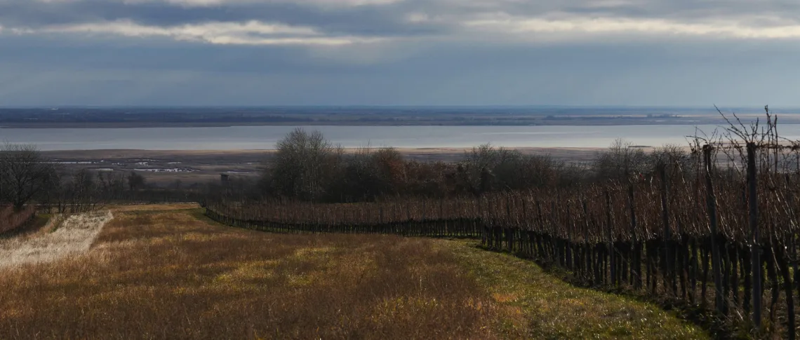 Weinberge im Vordergrund mit Blick auf einen ruhigen, weiten See unter wolkigem Himmel.