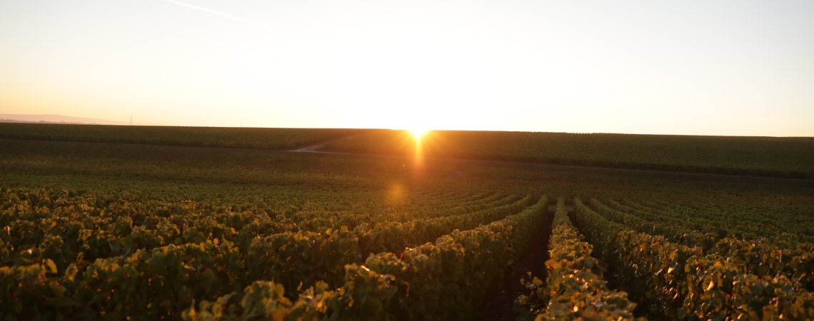 Sonnenuntergang über einem weiten Weinberg mit klaren Reihen von Rebstöcken.