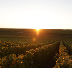 Sonnenuntergang über einem weiten Weinberg mit klaren Reihen von Rebstöcken.