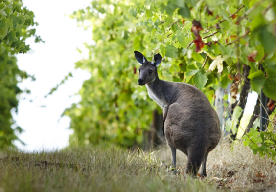 Salomon Estate Kaenguru