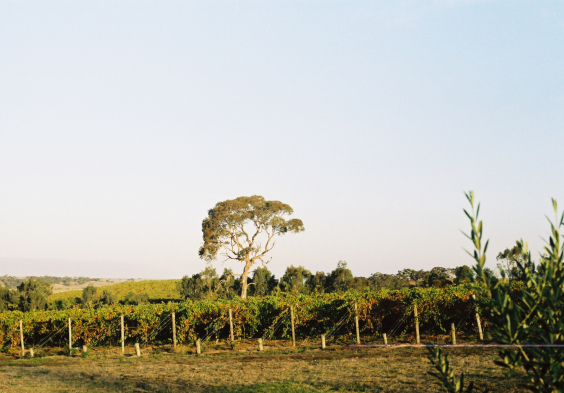 Salomon Estate Weingarten 2