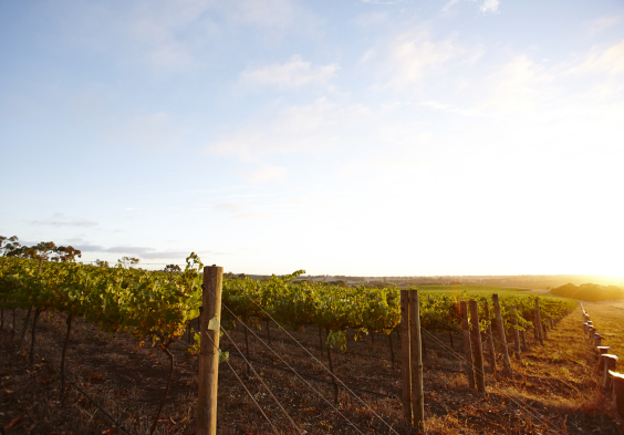 Salomon Estate Weingarten 3