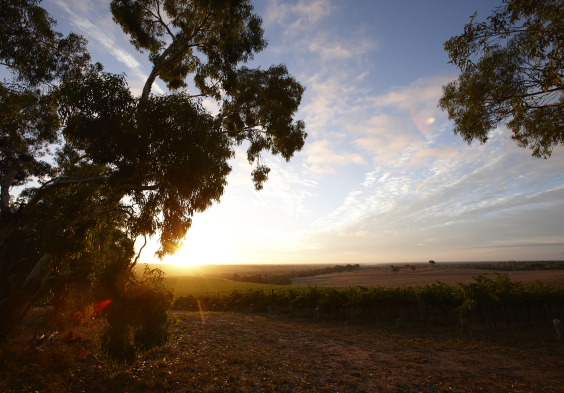 Salomon Estate Weingarten 4