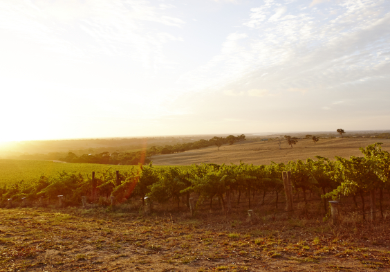 Salomon Estate Weingarten 5