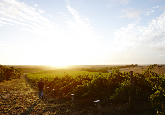 Salomon Estate Weingarten 6