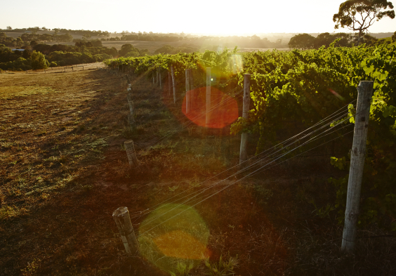 Salomon Estate Weingarten 7