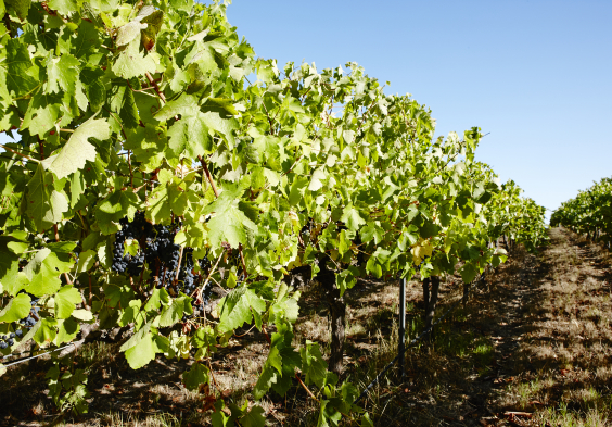 Salomon Estate Weingarten 8