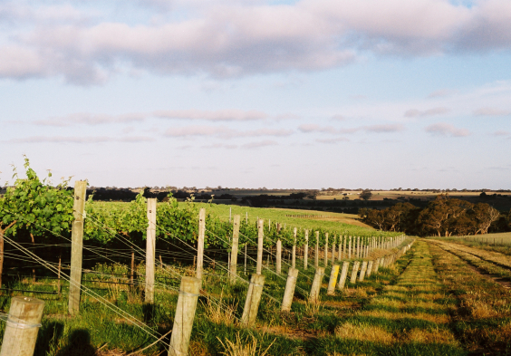 Salomon Estate Weingarten 9