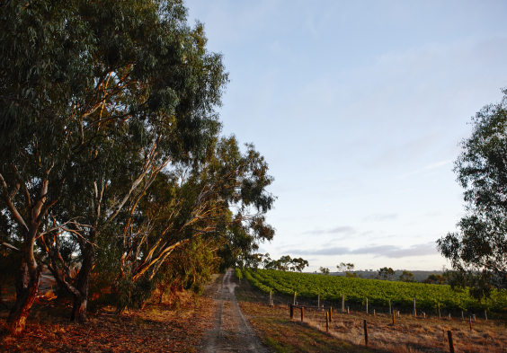 Salomon Estate Weingarten