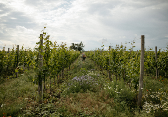 Schoedl Family Weingarten 3