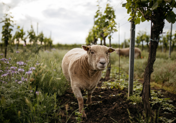 Schoedl Family Weingarten Schaf 2
