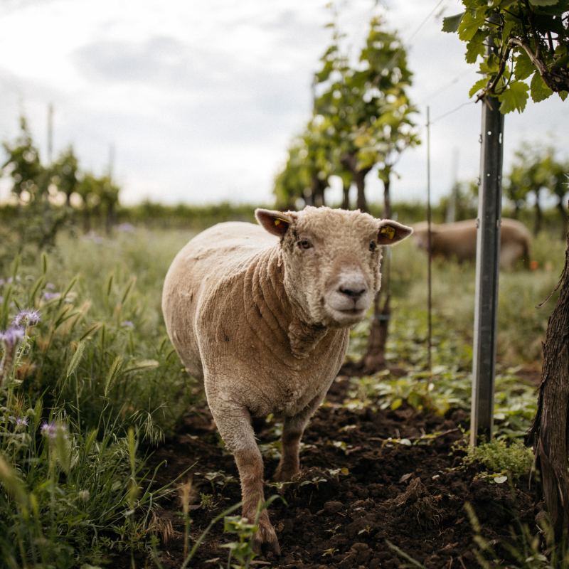 Schoedl Family Weingarten Schaf 2
