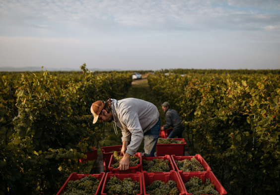 Schoedl Family Weinlese 4