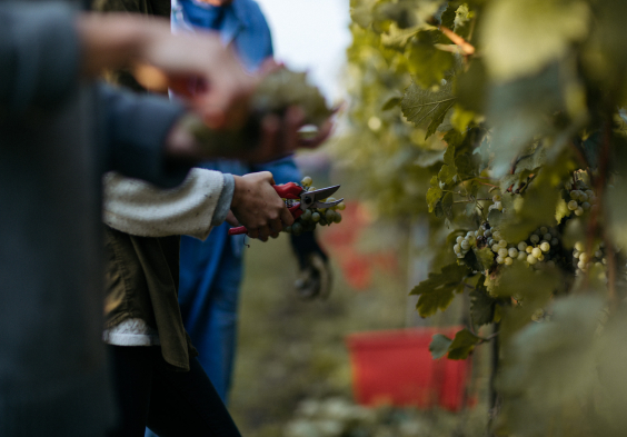 Schoedl Family Weinlese 5