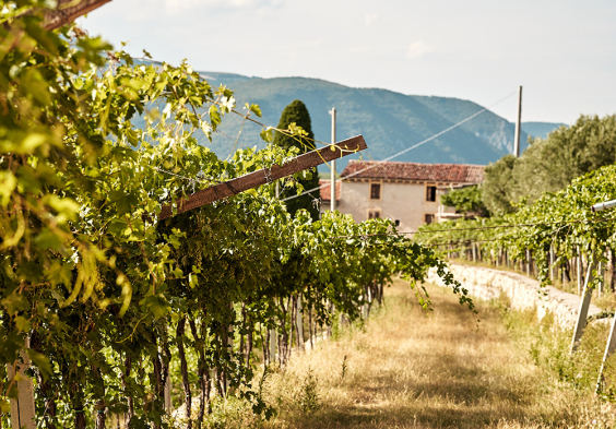 Speri 2022 Weingarten 2