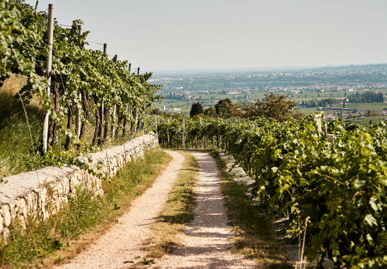 Speri 2022 Weingarten