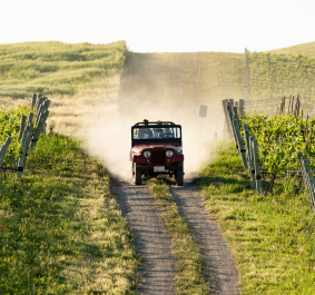 Roter Jeep fährt auf staubigem Weg zwischen grünen Weinreben durch hügelige Landschaft.