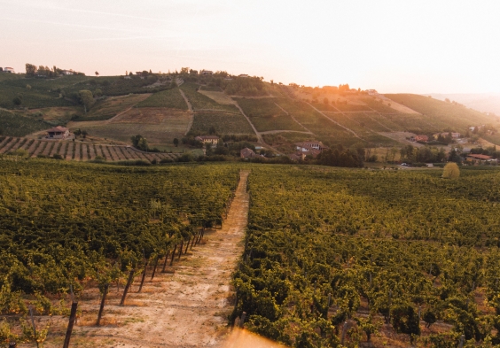 TOSTI VINEYARDS 6