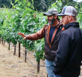 Zwei Männer stehen in einem grünen Weinberg und unterhalten sich.