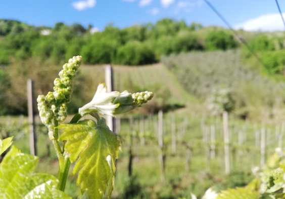 Tenuta dell Ugolino (1)