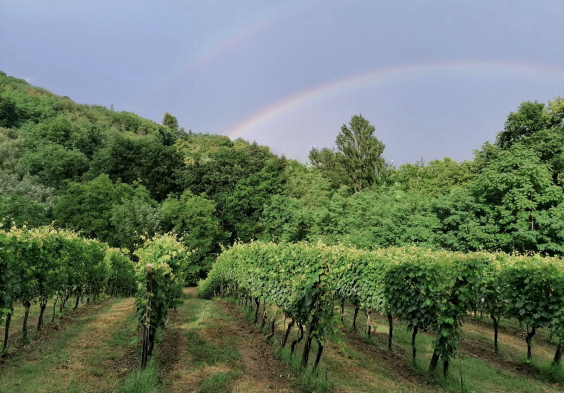 Tenuta dell Ugolino (2)