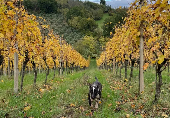 Tenuta dell Ugolino (5)