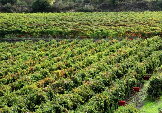 Tenuta delle Terre Nere – Calderara