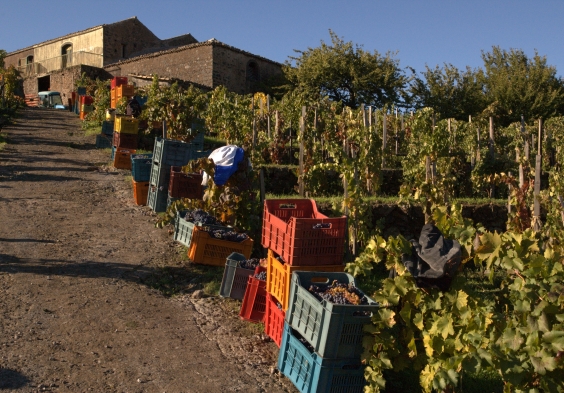 Tenuta delle Terre Nere – Moganazzi