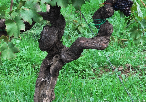 Tenuta delle Terre Nere – Prephylloxera Rebe