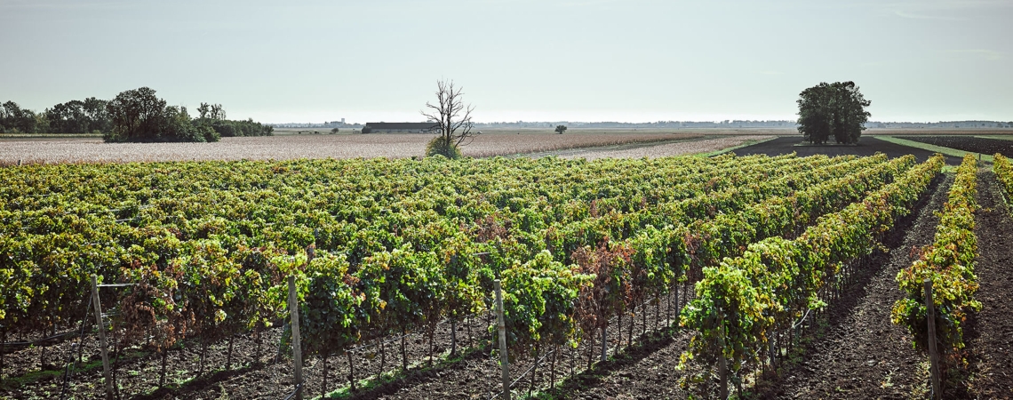 Weinberge unter klarem Himmel, mit Reihen von grünen Reben und vereinzelten Bäumen.