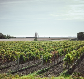 Weinberge unter klarem Himmel, mit Reihen von grünen Reben und vereinzelten Bäumen.