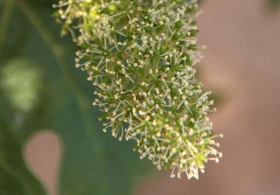 Villa Noria Geschein