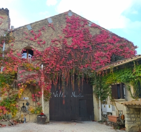 Historisches Steingebäude mit leuchtend buntem Efeu bewachsen.