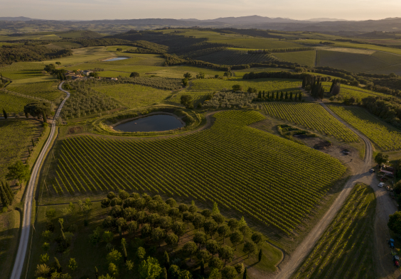 Vineyard Pian dei Cerri