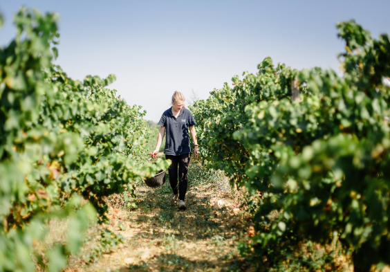 WEB CLOS DU CAILLOU 51