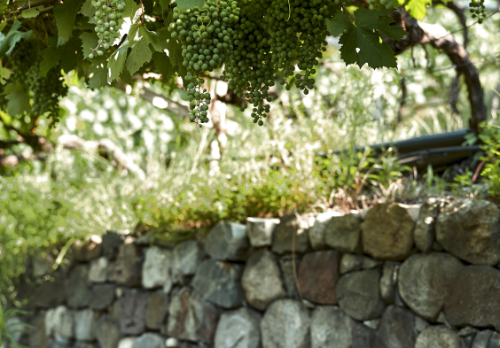 Waldgries Weingarten reifende Trauben