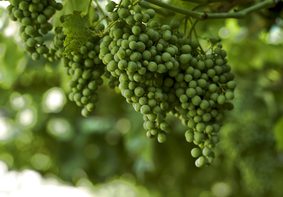 Waldgries reifende Trauben