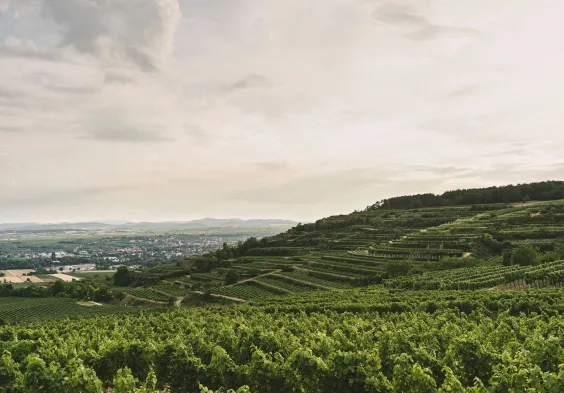 Weingut Hiedler Heiligenstein by Julius Hirtzberger