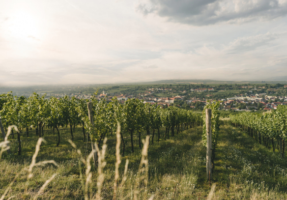Weingut Hiedler Schenkenbichl by Julius Hirtzberger