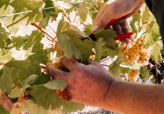 Weingut Muth Laubarbeit Weingarten