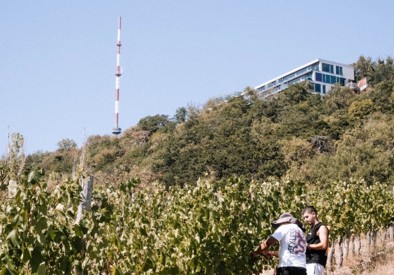 Weingut Muth Weingarten Arbeit