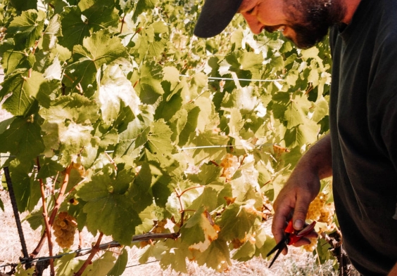 Weingut Muth Weingarten Rebschnitt