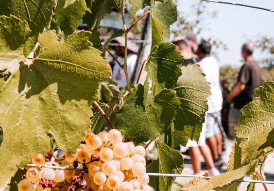 Weingut Muth Weisswein Lese