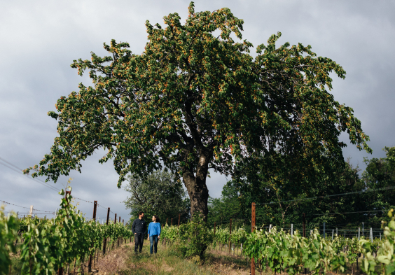 Weninger Winery   Franz R and Petra on Bodigraben 02   c Nicole Heiling
