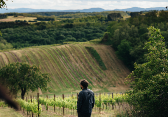 Weninger Winery   Franz R on Bodigraben 03   c Nicole Heiling