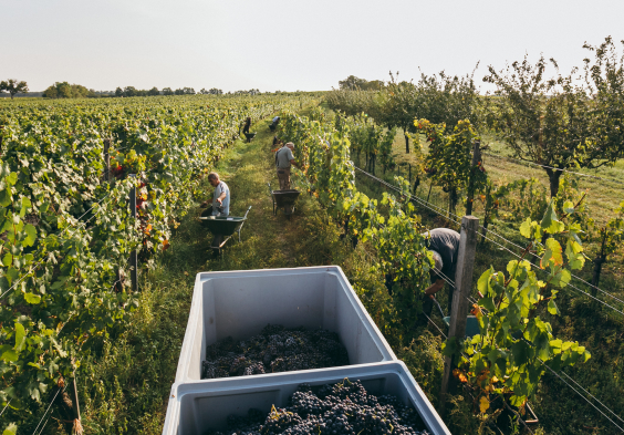 Weninger Winery   Harvest on Hochaecker 02   c Nicole Heiling