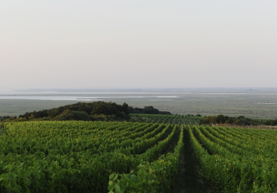 Weninger Winery   Steiner vineyard 02   c Steve Haider