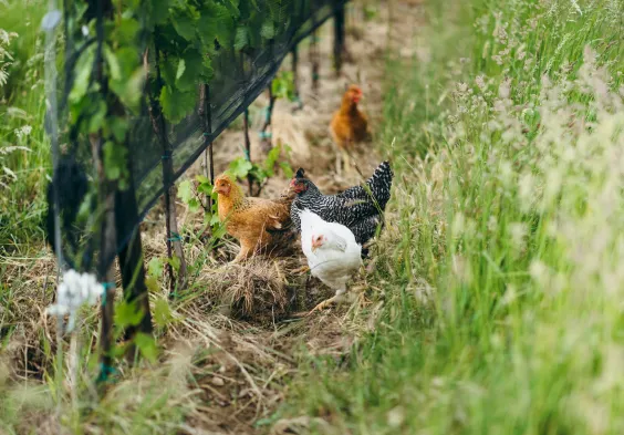 Weninger Winery   chicken 01   c Nicole Heiling