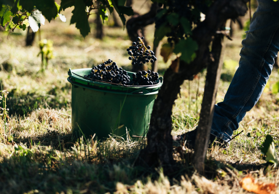 Weninger Winery   hand harvest 04   c Nicole Heiling